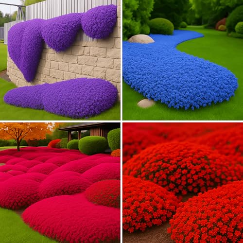 32000+ Mix Creeping Thyme Seeds Ground Cover Aromatic Low Maintenance Plant for Lawns & Gardens Drought Tolerant Red Purple Blue Bright Red Pollinator Friendly