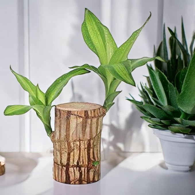 Toxi Brazilian Lucky Bamboo Live Plant | Good Luck Plant | Lucky Brazil Wood Plant | Healthy Indoor Feng Shui Plant For Home Decor Pack of 1 (1) (B0DH3NNH5R) Amazon Price History, Amazon Price Tracker