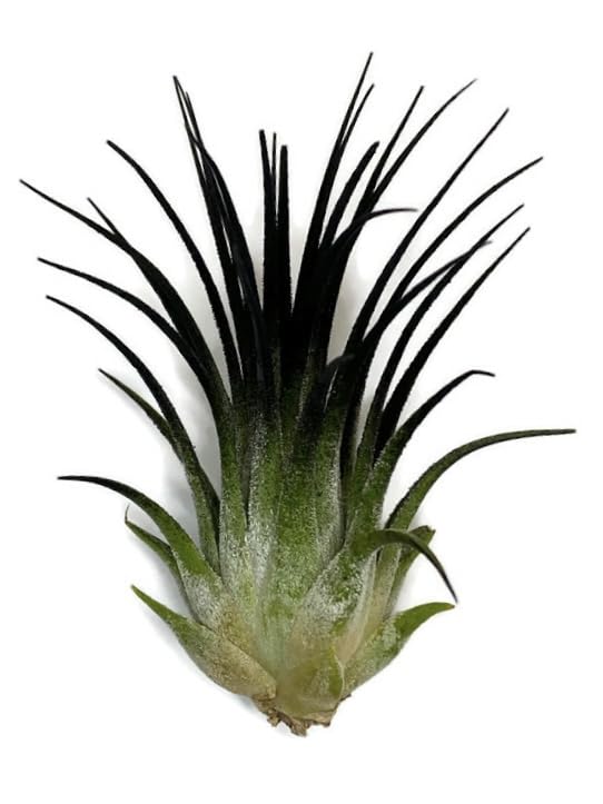 Ionantha Guatemala Tillandsia Air Plant, Guatemala Tillandsia Live Airplant, Healthy Arrival Guaranteed, Great Indoor Plant, Home Decor &amp; Gift (Black)