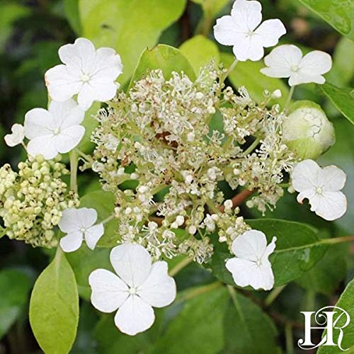 One Gallon Seamanii Climbing Hydrangea by Heirloom Roses