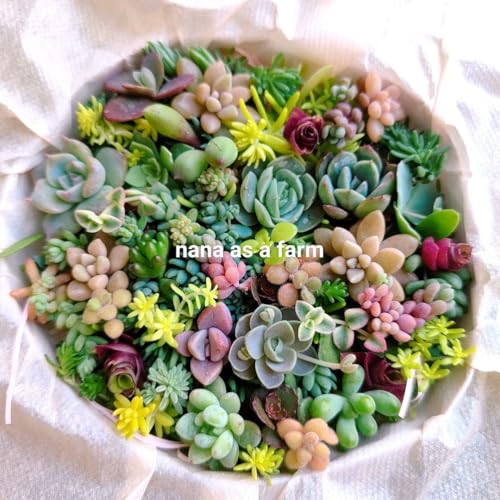 11 ܂܊񂹐A Zbg Jbgc A