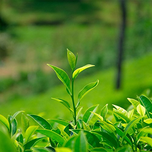 Nuevo té verde Dongting Biluochun Tea fragante primavera 250g (0.55LB) conservado verde biluochun primavera nueva la… - Imagen 8