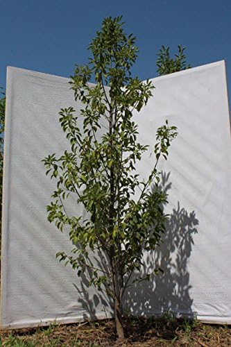 Amazon ソヨゴ メス 単木 2 0m程度 根鉢含まず 植木