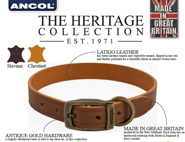 Ancol Latigo Flexibles, dehnbares Hundehalsband, Kastanienleder, Haustier-Trainingszubehör mit antikgoldenen Befestigungen, weich und belastbar, Größe 1–20–26 cm