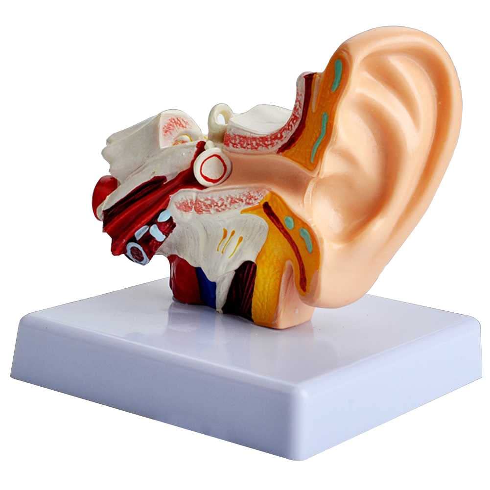 Modèle d'anatomie de l'oreille humaine avec structure interne et détails réalistes