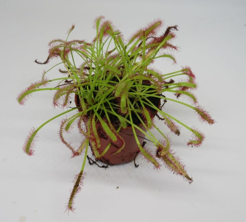 florari Drosera capensis/Kap Sonnentau, Fleischfressende Pflanze