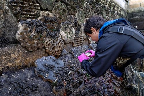 One year in, sea creatures have turned the Seaport's 'living seawall' into a home