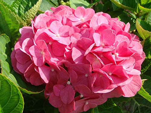 Suttons Hardy Perennial Hydrangea Macrophylla ‘King George V’ Deciduous Flowering Shrub, Potted Garden Plants Ideal for Cottage Gardens, Patio and Containers (2 x 3.6 Litre Pot)