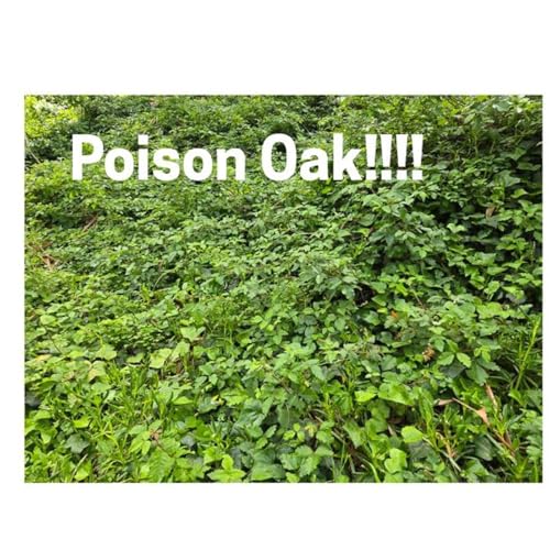 AVOID These Plants On Your Trail Run!!!