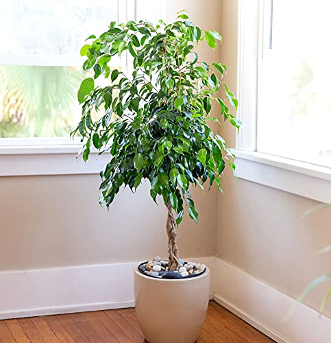 Seeds Ficus Benjamina Bonsai Weeping Fig Tree 20+ Seeds for Planting Non-GMO