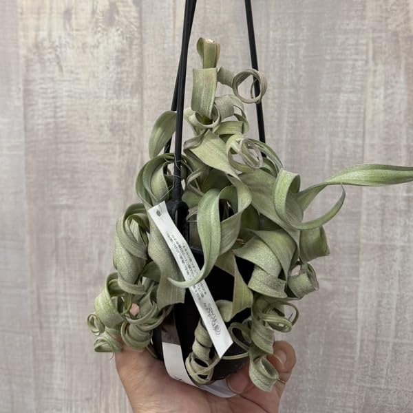【大株55cm・良形】チランジア カーリースリム ボリューム株 根あり Amazon｜観葉植物：チランジア エアープランツ カーリースリム XXL