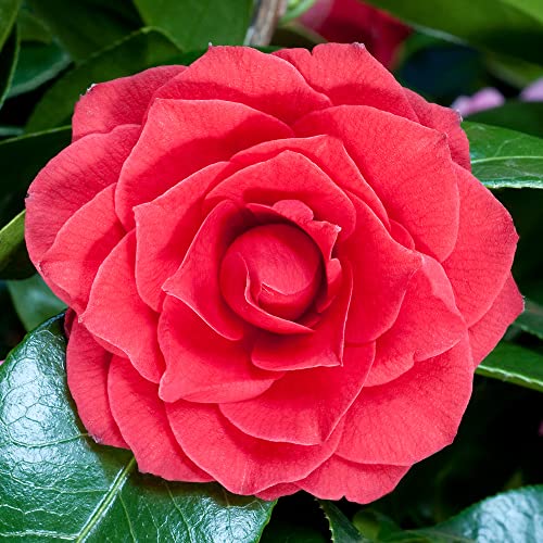 Gardeners Dream Camellia Japonica 'Black Tie' -Japanische Kamelie...