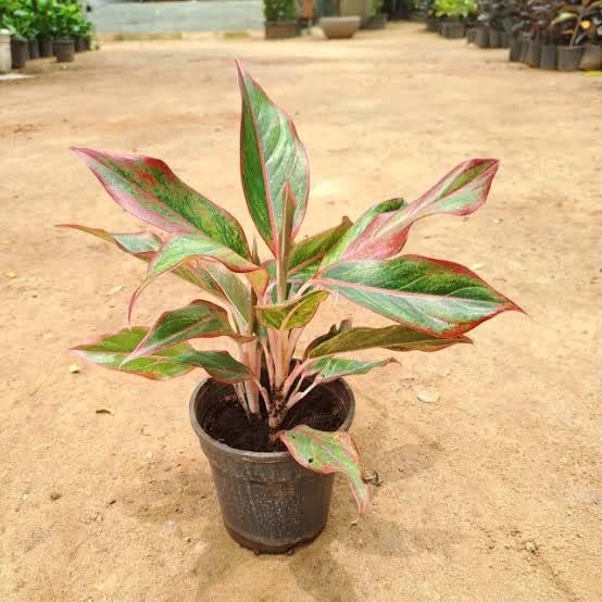 Live Nature Red Lipstic Plant, Multistem Plant Bushy, Verry Beautiful Red Leaf, Air-purifying indoor plant, Easy Care Indoor Ornamental Plant, Without Pot (Pack Of 1) ZP_1-image-35