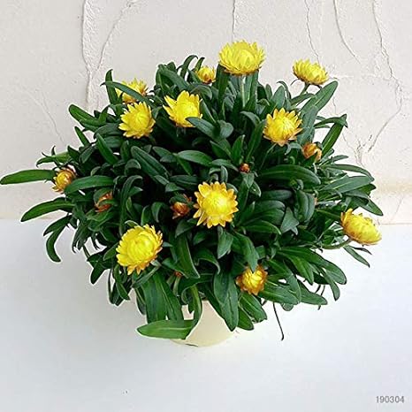 Amazon Co Jp ヘリクリサム コロロ イエロー8号鉢植え Cololoドライフラワーに サントリーの花苗 Home Kitchen