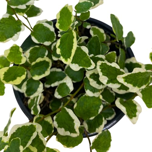 Creeping Fig, Ficus Pumila Variegata, Climbing Fig, Creeping Ficus in 4 inch Pot Creeping Fig, Ficus Pumila Variegata, Climbing Fig, Creeping Ficus in 4 inch Pot