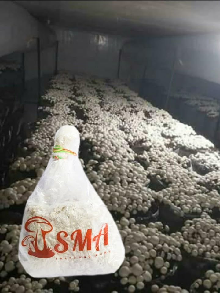 SMA Shyam Mushroom - Button Mushroom Spawn and Seed - 1 Kg (B0CN3PM38J) Amazon Price History, Amazon Price Tracker