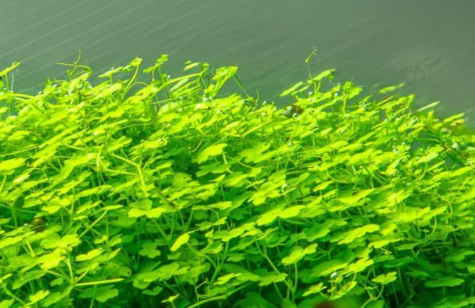 WASSERPFLANZEN WOLFF - Teppich ca. 150x100 mm Kleiner Wassernabel/Hydrocotyle sp. 'Japan' | Teppich-Bodendecker | Klee-artige, schnellwachsende Aquarienpflanze | Perfekt für Aquascaping Vordergrund