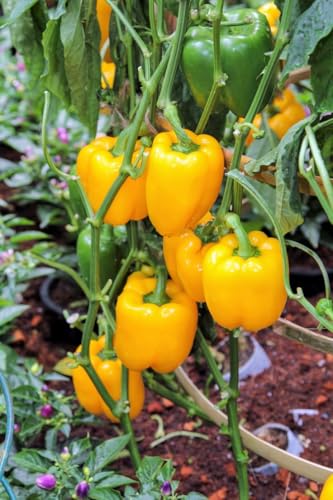 Yellow Capsicum Live Plant, Fresh Vegetable Plant for Home Garden