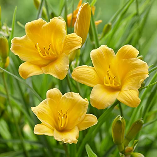 Garden State Bulb Stella D'oro Daylily Flower Bulbs, Yellow, Spring Planting (Bag of 10)