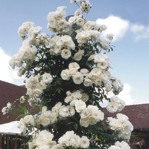 Image of Grafted White Climbing Rose Live Plant with Pot | Hybrid Double Petal Flowering Rose Plant for Home Garden Balcony Terrace | Fragrant Rose Creeper Plant a€ inch Pack of 1