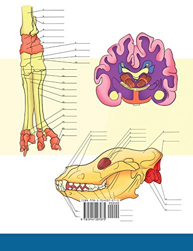 Dog Anatomy Coloring Book: Incredibly Detailed Self-Test Canine Anatomy Color workbook | Perfect Gift for Veterinary Students, Dog Lovers & Adults - Image 2