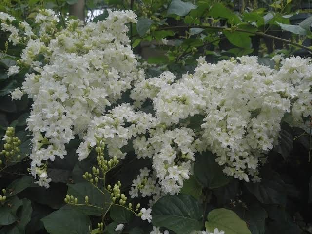 BONOBITHI Bridal Bouquet Plant | Clematis Vine | Clematis Terniflora Exotic Fragrant Paniculata Sweet Autumn Flowering Plant Pack of 1 (Small Size Plant) (B0BSHBK3VJ) Amazon Price History, Amazon Price Tracker