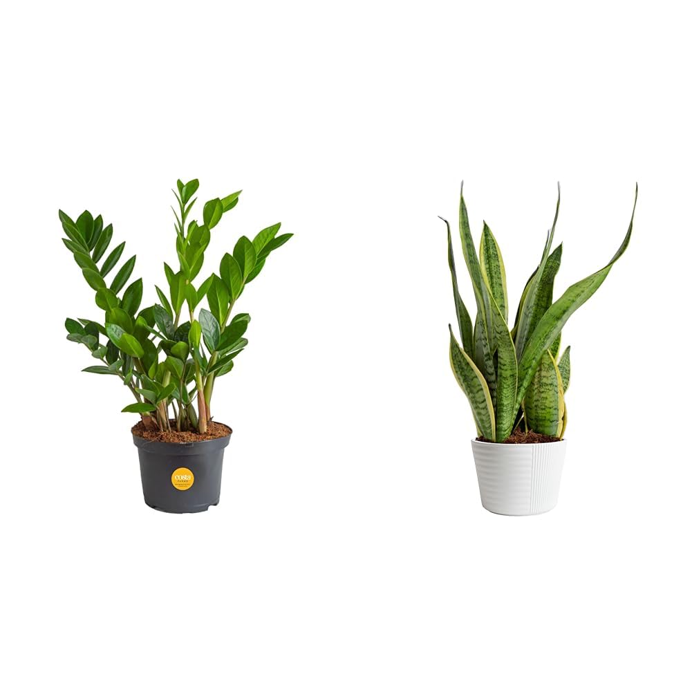 Amazon.com : Costa Farms ZZ Plant 12-Inches Tall Potted & Live