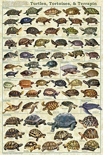 Eeypy Turtles Tortoises & Terrapin Educational Science Animal Home Gift Family Bathroom Bar Pub Bedroom Novelty Funny Vintage Living Room Posters Garage Wc Mural Metal Signs Art Wall Decor 8x12 Inch