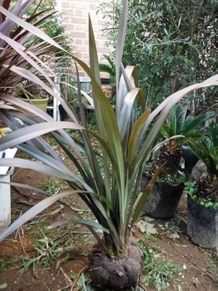 ニューサイラン1.1m大株 ニューサイラン1.1m大株 ニューサイラン1.1m大株 ニューサイラン1.1m大株 ニューサイラン1.1m大株 ニューサイラン1.1m大株