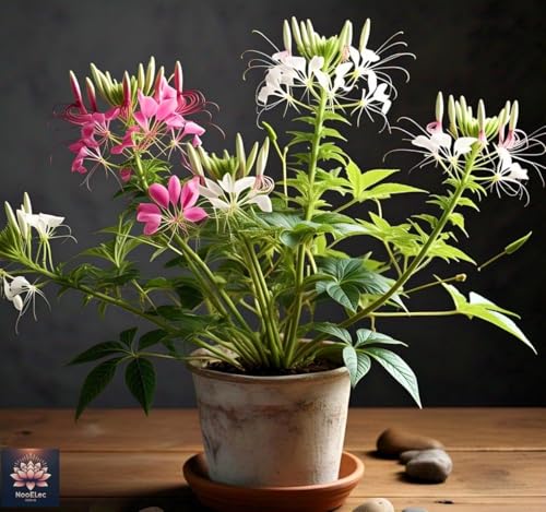 Image of Low Maintenance Hybrid Flower Seeds Combo Pack- All Year Flower Seeds Supply (EAST INDIA ALL YEAR)