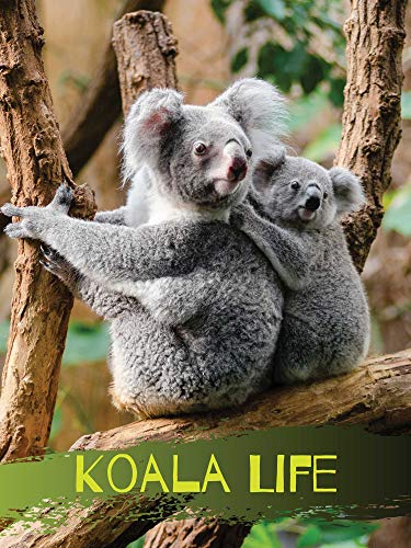 777 Tri-Seven Entertainment Bear Poster Koala Life Wall Art Print, 18x24, Multi-Color 777 Tri-Seven Entertainment Bear Poster Koala Life Wall Art Print, 18x24, Multi-Color