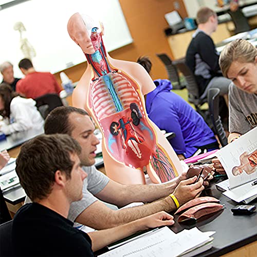 Image of FriCARE Human Body Anatomy Torso Model, 33.8 inch for Medical Students Teaching