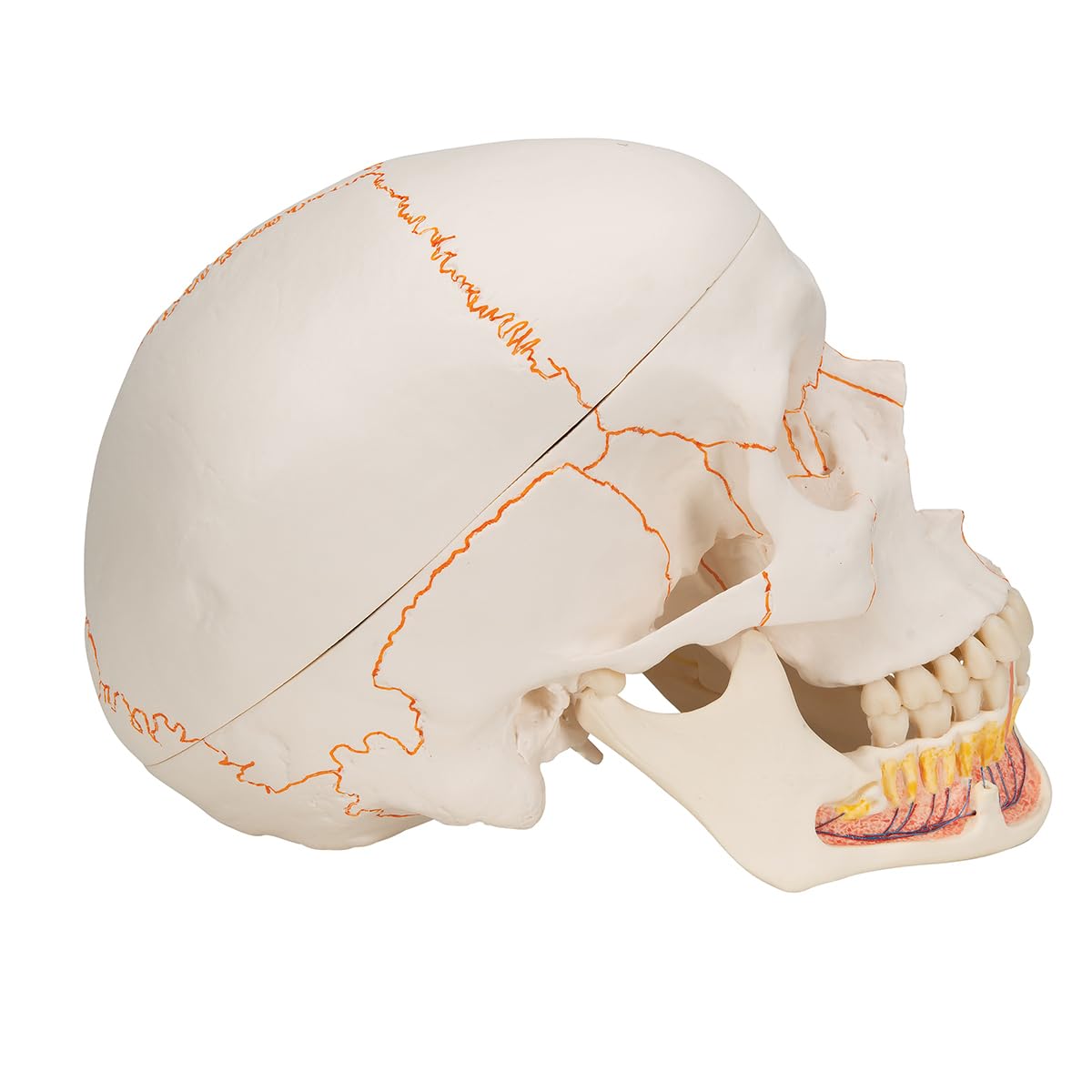 3B Scientific klassisches Schädel-Modell mit Montage, 1