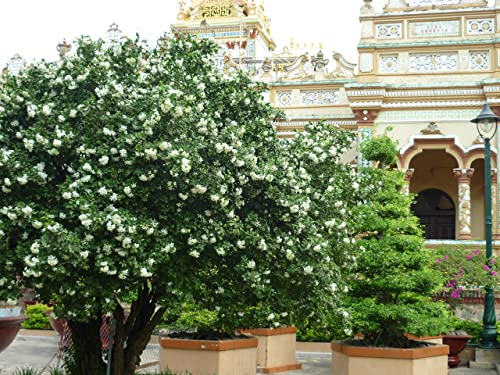 The Gifti ® Exotic Live Plant Murrayya Exotica Kamini Evergreen All Time White Flower Garden Plant (kamini are suitable Plants for bonsai tree)... - Image 3