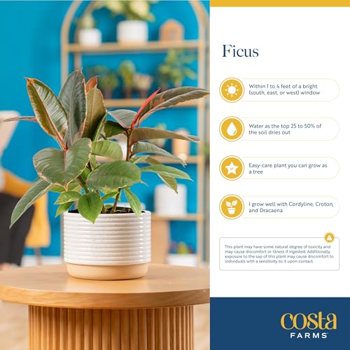 Image of Costa Farms Ficus Tineke Live Plant in Decorative Pot, Indoor Houseplant, Perfect for Home, Room, or Office Decor, Great House Warming or Birthday Gift, 12-18 Inches Tall