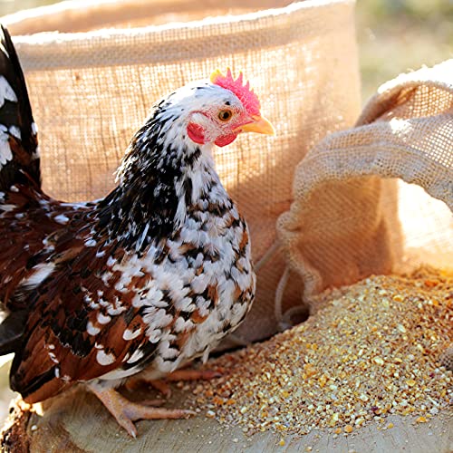 Legemehl WachtelGold ChickenGold Hühnerfutter 10 kg