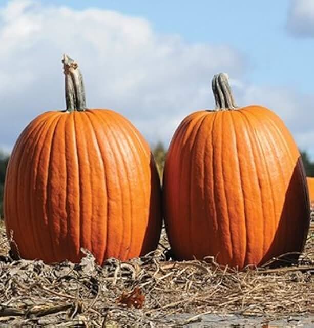 пшеница тыквой