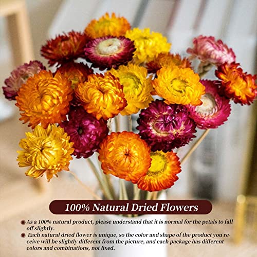 Ramo de Flores Secas Margaritas Naturales 20 Tallos Multicolor miniatura 2