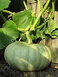Créez un jardin de luxe pour votre maison