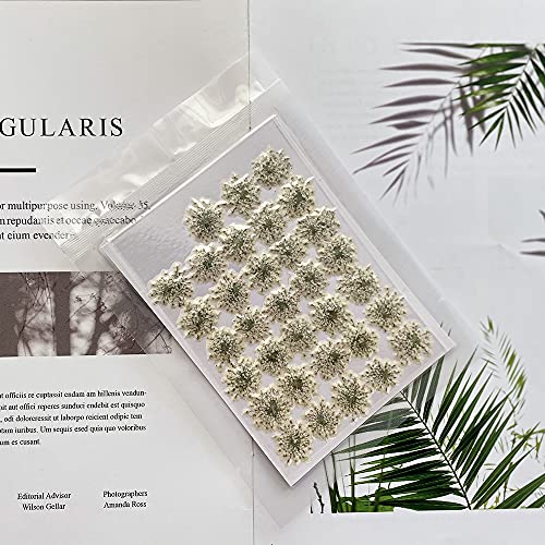 100 piezas flores secas Ammi majus prensadas naturales miniatura 6
