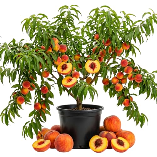 Live Peach Tree Live Plant 23 ft Tall 3-Gallon Pot Sweet Edible Fruit Tree Ready for Outdoor Garden No Ship to CA