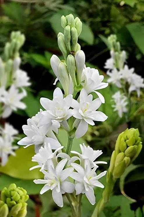 Rajnigandha bulbs - Live Tuberose Bulbs for Landscaping (6 Healthy Live Bulbs)-image-49