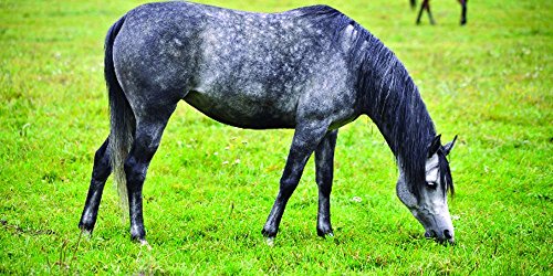 Nature's Seed Pb-Pnh-0.5-A 0.5 Acre Pacific Northwest Horse Pasture Blend #TOP11