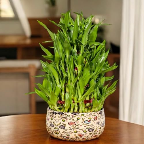 Amulya Farms Live Lucky Bamboo 5 layer plant in Enamel Metal Pot ...
