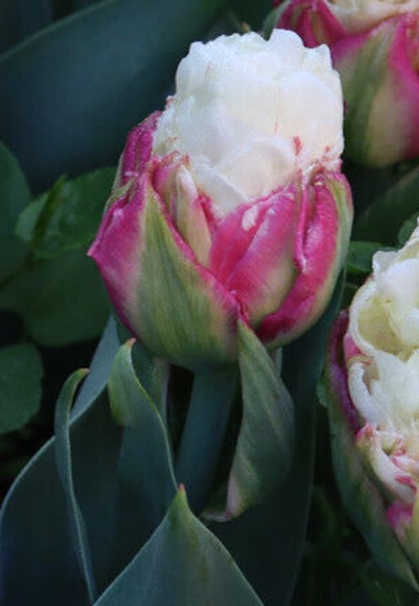 20 Gefüllte Päonienblütige Tulpen Ice Cream Blumenzwiebeln Tulpenzwiebeln Blumenhandel Ullrich