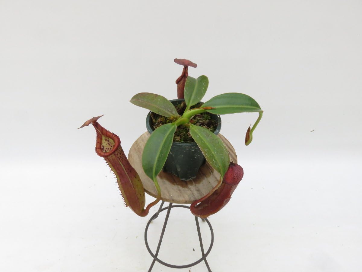 Amazon.co.jp: N.(veitchii × burbidgeae) EPH-2-57-1 × N