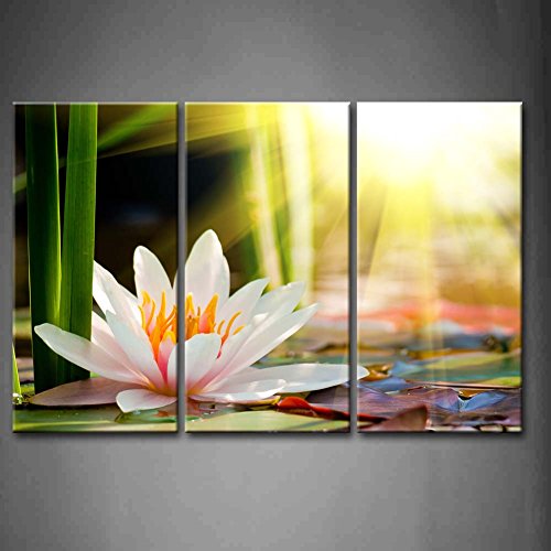 3 Panel Wall Art Beautiful Water Lily Sunshine Painting The Picture Print On Canvas Flower Pictures For Home Decor Decoration Gift Piece (Stretched By Wooden Frame,Ready To Hang) #TOP27