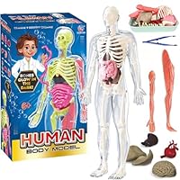 Human Body Model - 32cm Glow in The Dark Human Torso Anatomy Model with 9 Removable Organs, Educational Anatomical Skeleton Science Kit for Boys Girls Learning