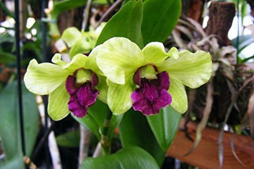 Dendrobium Emma Mutate Live Orchid Plant