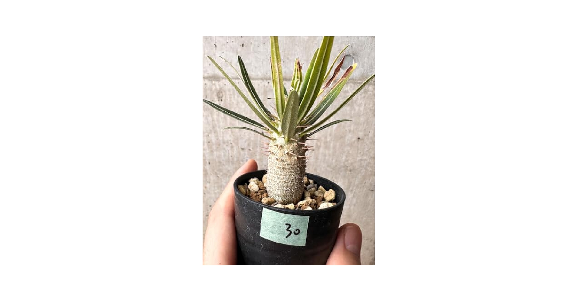 Amazon｜【現品限り】パキポディウム・グラキリス【F30
